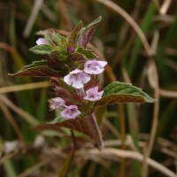 Clinopodium umbrosum (M.Bieb.) K.Koch